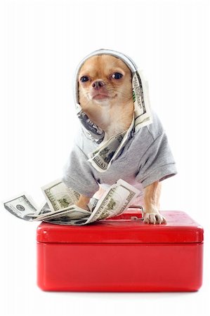 rich dog - portrait of a cute purebred  chihuahua dressed with dollars in front of white background Photographie de stock - Aubaine LD & Abonnement, Code: 400-06395805