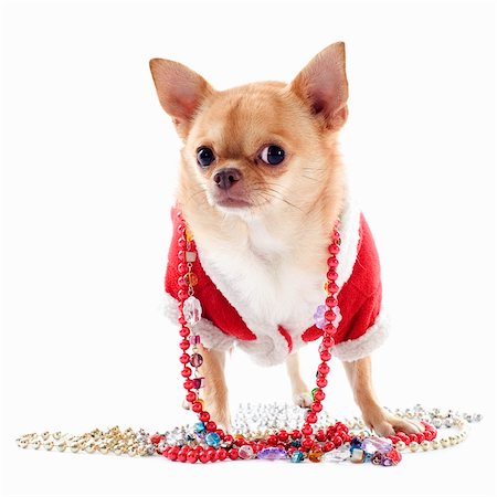 dogs with jewelry - portrait of a dressed chihuahua with jewelry in Christmas in front of white background Stock Photo - Budget Royalty-Free & Subscription, Code: 400-06395808