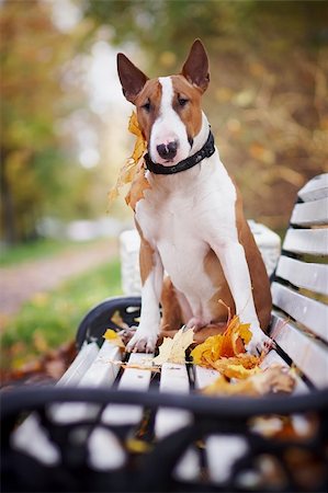 Der rote Stier Terrier sitzt auf einer Bank im Herbst am Nachmittag Stockbilder - Microstock & Abonnement, Bildnummer: 400-06395818