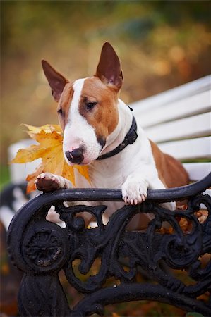 Porträt einer roten Bullterrier auf einer Bank im Herbst am Nachmittag Stockbilder - Microstock & Abonnement, Bildnummer: 400-06395819