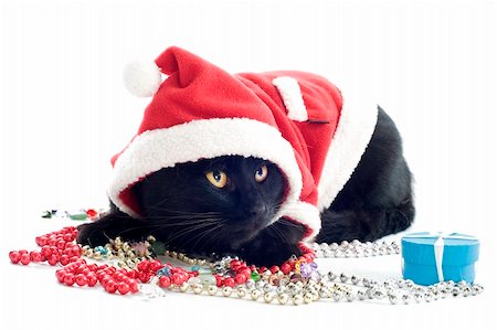 portrait of a dressed black cat in front of white background Stock Photo - Budget Royalty-Free & Subscription, Code: 400-06395811