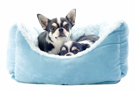 scared dog - portrait of a cute purebred  chihuahuas in front of white background Stock Photo - Budget Royalty-Free & Subscription, Code: 400-06395813