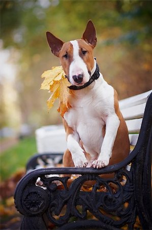 Der rote Stier Terrier sitzt auf einer Bank im Herbst am Nachmittag Stockbilder - Microstock & Abonnement, Bildnummer: 400-06395820