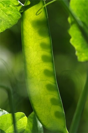 sin pesticida - Young ecologic green pea growing in a backyard. Foto de stock - Super Valor sin royalties y Suscripción, Código: 400-06395848