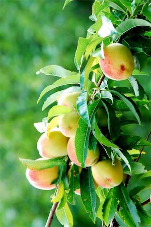 peach farm - Peach tree with ripe fruits , close up Stock Photo - Budget Royalty-Free & Subscription, Code: 400-06395963