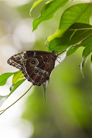 Blue morpho tropical butterfly resting with wings closed. Open wings are beautiful blue coloured Stock Photo - Budget Royalty-Free & Subscription, Code: 400-06396279