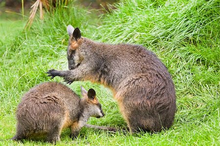 Swamp wallabies in high grass on rainy day in summer Stock Photo - Budget Royalty-Free & Subscription, Code: 400-06396281
