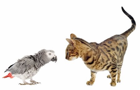 scaring African Grey Parrotand bengal cat in front of white background Foto de stock - Super Valor sin royalties y Suscripción, Código: 400-06396386