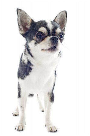 simsearch:400-06395792,k - portrait of a cute purebred  puppy chihuahua in front of white background Foto de stock - Super Valor sin royalties y Suscripción, Código: 400-06396394