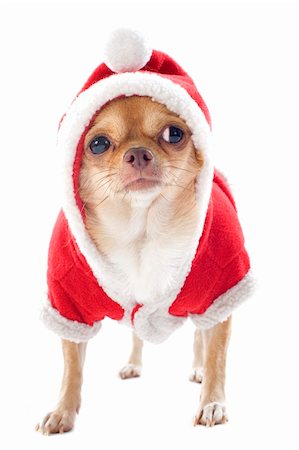 simsearch:400-05888300,k - Porträt einer gekleideten Chihuahua in Weihnachten vor weißem Hintergrund Stockbilder - Microstock & Abonnement, Bildnummer: 400-06396398