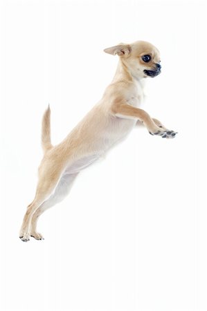 simsearch:400-06887327,k - Portrait d'un chihuahua de chiot mignon sautant devant fond blanc Photographie de stock - Aubaine LD & Abonnement, Code: 400-06396390