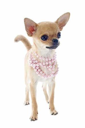 dogs with jewelry - portrait of a cute purebred  puppy chihuahua with pearl collar in front of white background Stock Photo - Budget Royalty-Free & Subscription, Code: 400-06396391