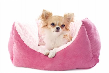 simsearch:400-07123548,k - portrait of a cute purebred  chihuahua  and dog bed in front of white background Foto de stock - Super Valor sin royalties y Suscripción, Código: 400-06396401