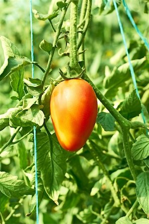 Single tomato hanging on a branch in greenhouse Stock Photo - Budget Royalty-Free & Subscription, Code: 400-06396564