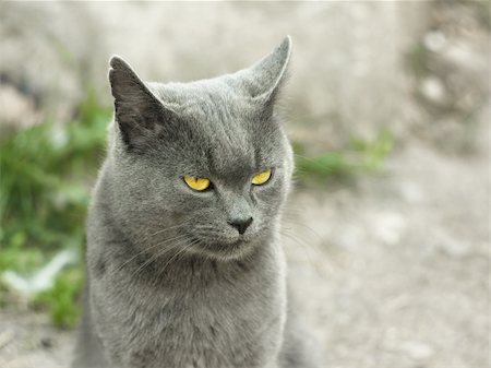 Mature gray British cat outdoors on light gray fuzzy background Stock Photo - Budget Royalty-Free & Subscription, Code: 400-06396565