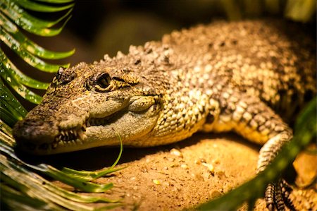 simsearch:400-04358876,k - Crocodile head portrait showing the powerful jaws and scaly skin with its bony plates for protection Stock Photo - Budget Royalty-Free & Subscription, Code: 400-06396641