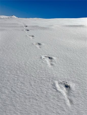 Footprints in the snow in the icy wilderness Stock Photo - Budget Royalty-Free & Subscription, Code: 400-06396699
