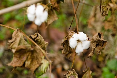 Closeup of a cotton plant, Gossypium, at harvest time Stock Photo - Budget Royalty-Free & Subscription, Code: 400-06396742