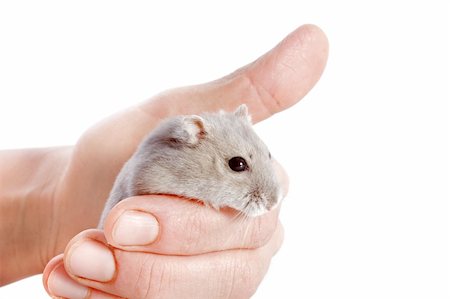 pet rodent - portrait of a cute Djungarian hamster in an hand in front of white background Stock Photo - Budget Royalty-Free & Subscription, Code: 400-06396908