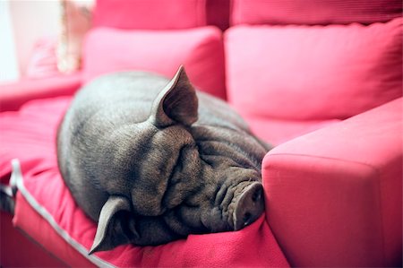 big black piggy on a pink sofa Stock Photo - Budget Royalty-Free & Subscription, Code: 400-06396912