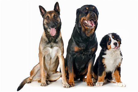 portrait of a purebred bernese mountain dog, malinois and rottweiler in front of white background Foto de stock - Super Valor sin royalties y Suscripción, Código: 400-06396957