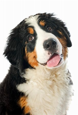 simsearch:400-07137760,k - Porträt eines reinrassigen Berner Sennenhund vor weißem Hintergrund Stockbilder - Microstock & Abonnement, Bildnummer: 400-06396952