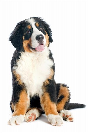 simsearch:400-07137760,k - Porträt eines reinrassigen Berner Sennenhund vor weißem Hintergrund Stockbilder - Microstock & Abonnement, Bildnummer: 400-06396953