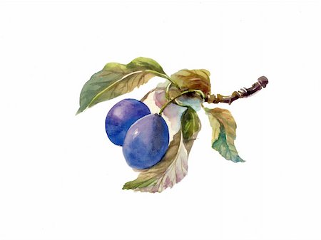 simsearch:400-08378503,k - lovely plum painted watercolors on white background Stock Photo - Budget Royalty-Free & Subscription, Code: 400-06397054