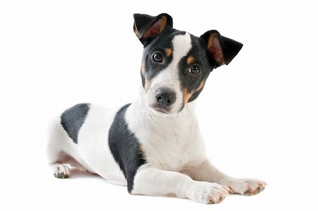 simsearch:400-04615455,k - portrait of a purebred puppy jack russel terrier in studio Foto de stock - Royalty-Free Super Valor e Assinatura, Número: 400-06397239