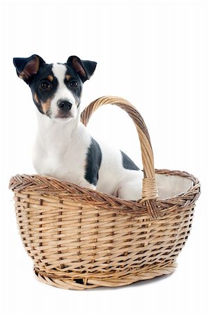 simsearch:400-04615455,k - portrait of a puppy purebred jack russel terrier in a basket in studio Foto de stock - Royalty-Free Super Valor e Assinatura, Número: 400-06397242