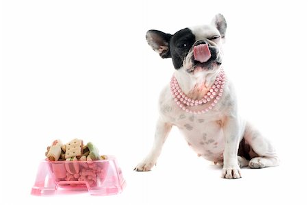 dogs with jewelry - portrait of a purebred french bulldog and pet food in front of white background Stock Photo - Budget Royalty-Free & Subscription, Code: 400-06397250