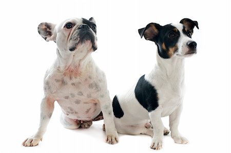 simsearch:400-08098706,k - portrait of a purebred french bulldog and puppy jack russel terrier in front of white background Stock Photo - Budget Royalty-Free & Subscription, Code: 400-06397252