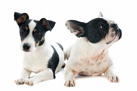 simsearch:400-06736891,k - portrait of a purebred french bulldog and jack russel terrier in front of white background Foto de stock - Super Valor sin royalties y Suscripción, Código: 400-06397253