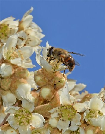 simsearch:400-04824887,k - fly disguised as bee on medlar flowers Stock Photo - Budget Royalty-Free & Subscription, Code: 400-06397276