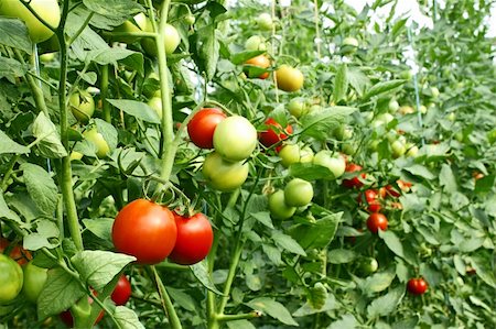 A lot of red tomatoes ripening in the greenhouse Stock Photo - Budget Royalty-Free & Subscription, Code: 400-06397370