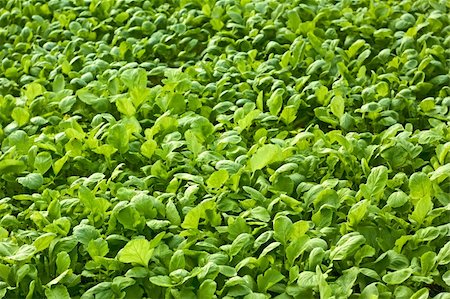 radish field - Many radishes plants are growing in the soil Stock Photo - Budget Royalty-Free & Subscription, Code: 400-06397372