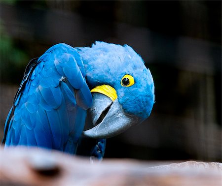 close-up on the head of Hyacinth Macaw parrot Stock Photo - Budget Royalty-Free & Subscription, Code: 400-06390085