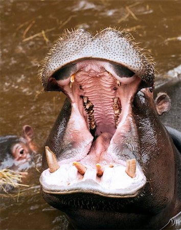 simsearch:400-07038920,k - Close-up at the open mouth of a hippopotamus Stock Photo - Budget Royalty-Free & Subscription, Code: 400-06390087