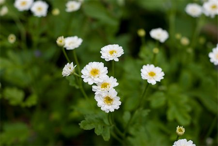 Mutterkraut - Tanacetum Parthenium Blüten an der Pflanze Stockbilder - Microstock & Abonnement, Bildnummer: 400-06390239