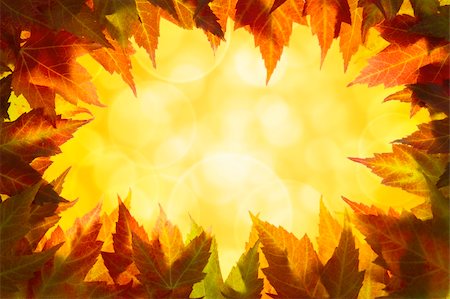 simsearch:400-06391236,k - Fall Maple Tree Leaves Border with Blurred Defocused Background Fotografie stock - Microstock e Abbonamento, Codice: 400-06390368