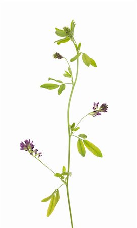 lucerne fleur (Medicago sativa) sur fond blanc Photographie de stock - Aubaine LD & Abonnement, Code: 400-06390445