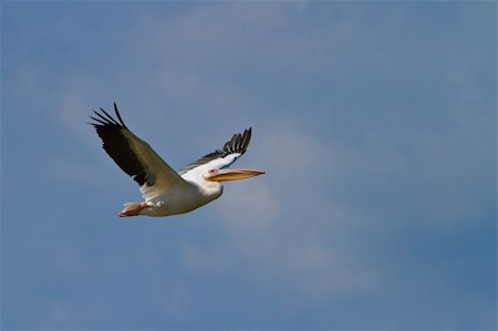 simsearch:400-09010263,k - white pelican (pelecanus onocrotalus) in flight in Danube Delta, Romania Stock Photo - Budget Royalty-Free & Subscription, Code: 400-06390674