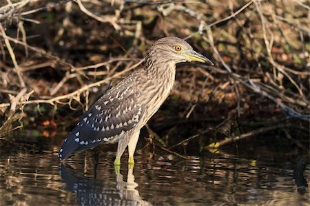 black crowned night heron (Nycticorax nycticorax) in Danube Delta, Romania Stock Photo - Budget Royalty-Free & Subscription, Code: 400-06390678