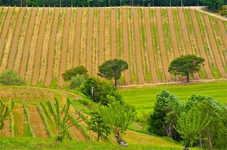 simsearch:400-06141966,k - Hill of Tuscany with Vineyard in the Chianti Region Foto de stock - Royalty-Free Super Valor e Assinatura, Número: 400-06390778