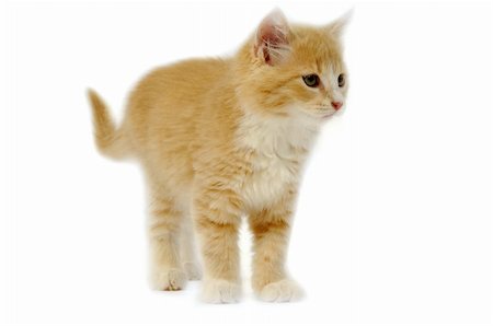 simsearch:400-05066853,k - Small kitten is standing on a white background. Foto de stock - Royalty-Free Super Valor e Assinatura, Número: 400-06391089