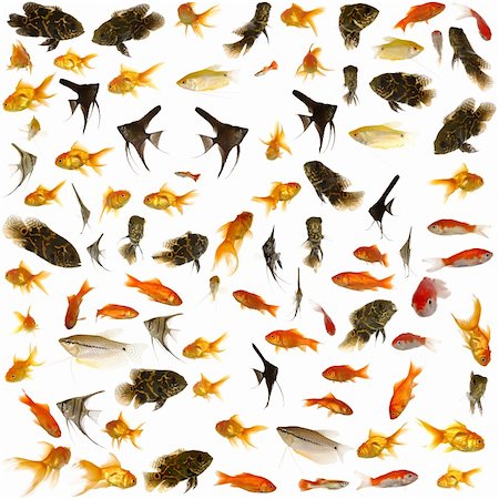 Fisch-Sammlung mit vielen verschiedenen tropischen Fischen. Stockbilder - Microstock & Abonnement, Bildnummer: 400-06391091