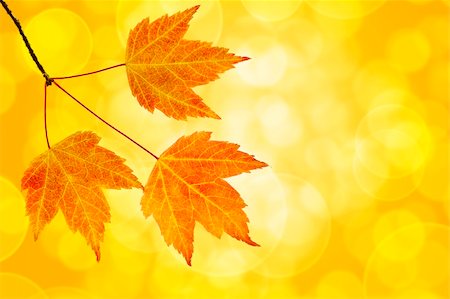 simsearch:400-06391236,k - Fall Maple Leaves Trio on Branch on Blurred Defocused Background Fotografie stock - Microstock e Abbonamento, Codice: 400-06391143