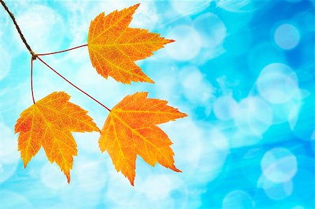 simsearch:400-06391236,k - Fall Maple Leaves Trio on Branch on Blue Sky Blurred Background Fotografie stock - Microstock e Abbonamento, Codice: 400-06391237