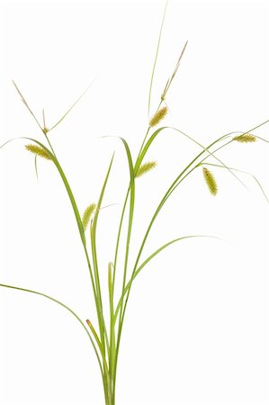 sedge grasses - blooming young summer grass on white background Stock Photo - Budget Royalty-Free & Subscription, Code: 400-06391360