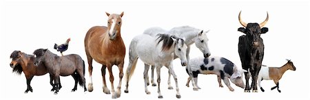 animaux de la ferme en face de fond blanc Photographie de stock - Aubaine LD & Abonnement, Code: 400-06391484